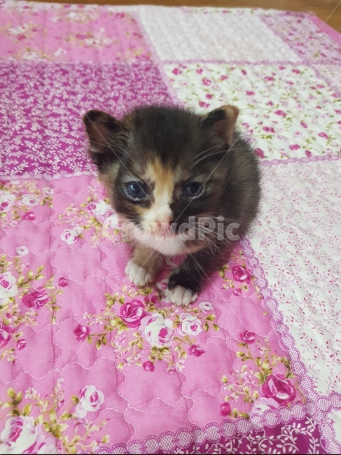 고양이,아기냥이,길고양이새끼,동물,아기고양이