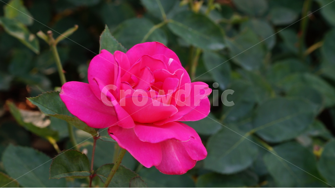 장미,꽃,꽃사진,식물,자연,식물,자연,plants,nature,꽃,flower