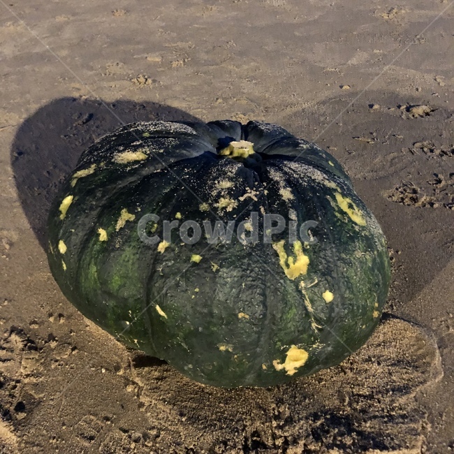 호박,큰호박,초록색,늙은호박,저녁