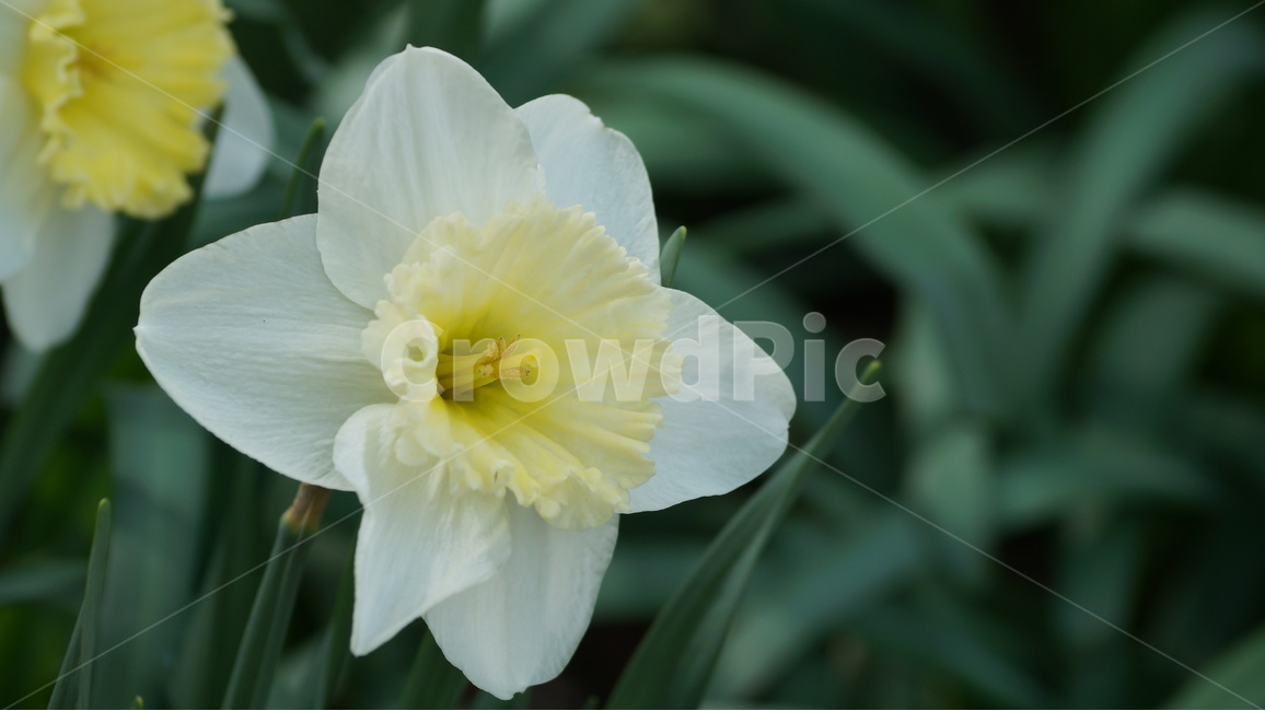 꽃,봄꽃,자연,풍경,수선화,봄,계절,spring,season,식물,자연,plants,nature,꽃,flower,plant,blossom