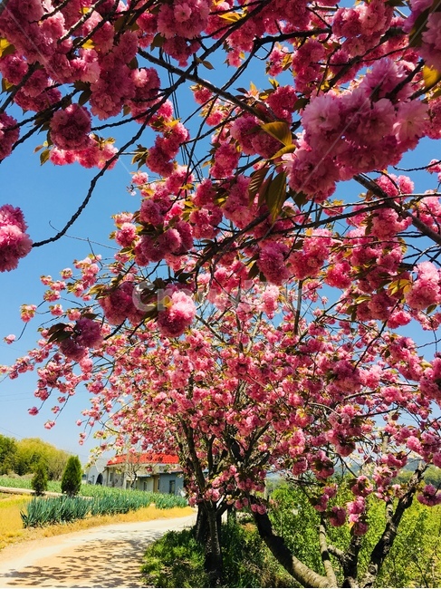 봄꽃,벚꽃,겹벚꽃,왕벚꽂,꽃나무,봄,계절,spring,season,식물,자연,plants,nature,꽃,flower,plant,blossom