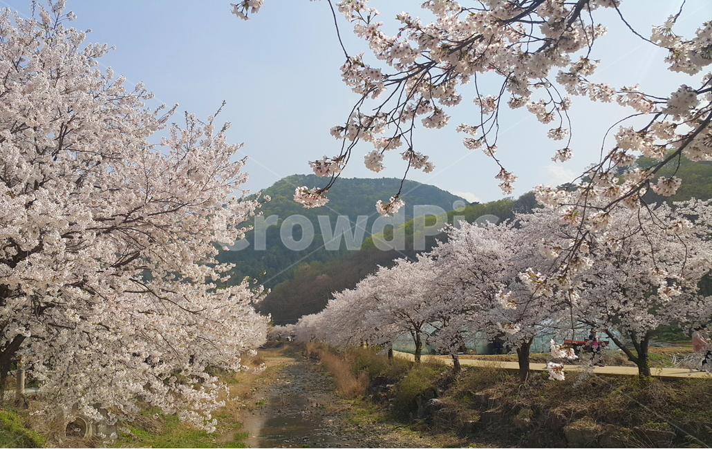 벚꽃,벚나무,봄,양평,귀여교,귀여리,벚꽃길,벚꽃명소,CherryBlossom,spring,따뜻한,꽃사진,봄꽃,산책,자연,배경,season,tree,봄나들이,개화,봄,계절,spring,season,자연,풍경,nature,landscape,cherry blossom,plant,식물,blossom,꽃,flower