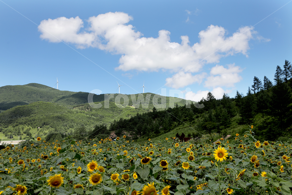 해바라기,꽃,여름풍경,꽃밭,풍경,구름,하늘,자연,풍경,nature,landscape,field,들,plant,식물