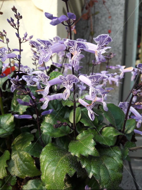 모나라벤더,해피블루,monalavender,꽃,flower,식물,plant,식물,자연,plants,nature,꽃,flower