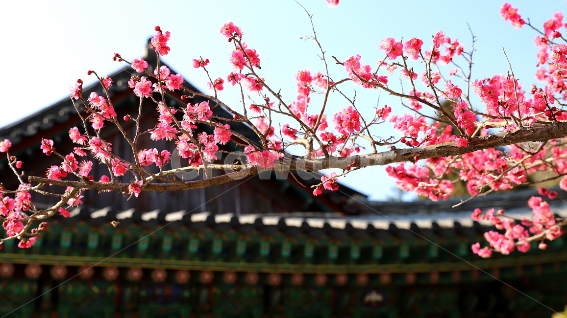 순천,순천금둔사,금둔사홍매화,홍매화,plant,식물,blossom,flower,꽃,자연,매화나무,불교,한국,문화예술,종교건축물