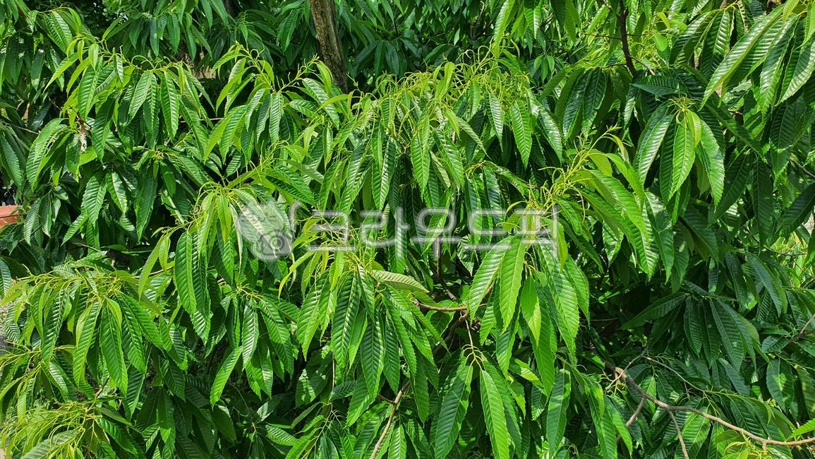 식물,밤나무,밤,밤나무잎,초록색,잎사귀,초목,tree,leaf,잎,나무