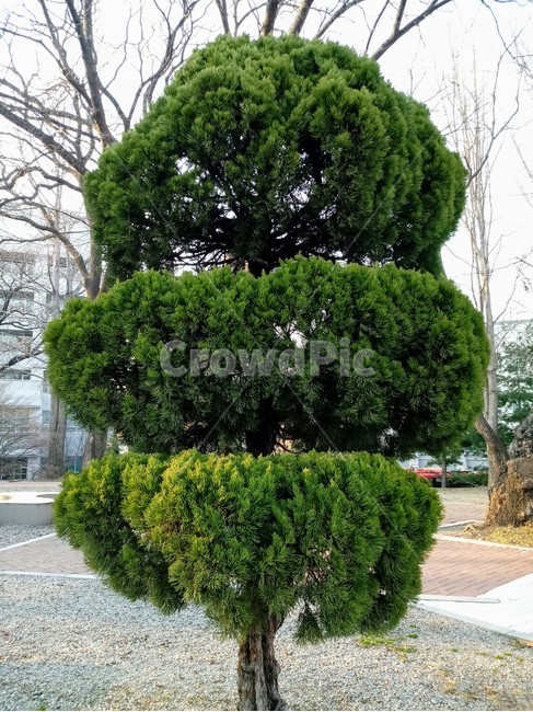 나무,나무가지,tree,plant,식물,향나무