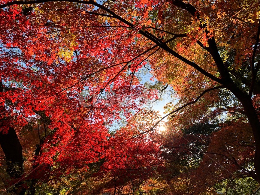 leaf,잎,plant,식물,tree,나무,maple,단풍,가을,autumn,fall,옥외,autdoors,가을,계절,fall,autumn,season,나무,trees,wood