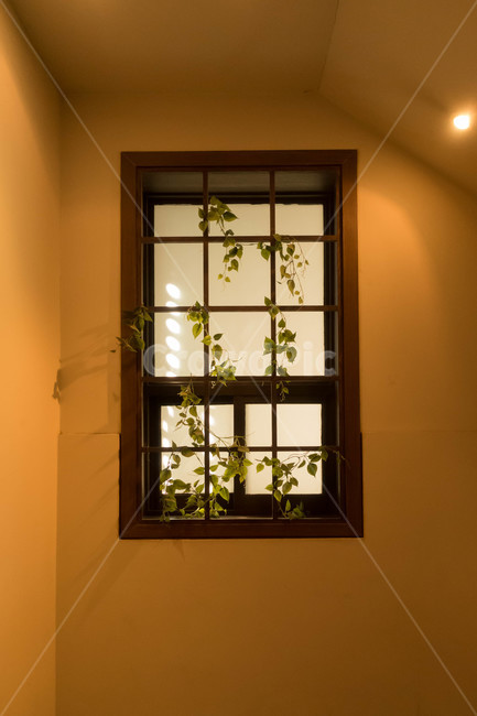 유리창,실내장식,식물,인테리어,장식,인테리어,실내디자인,interior design