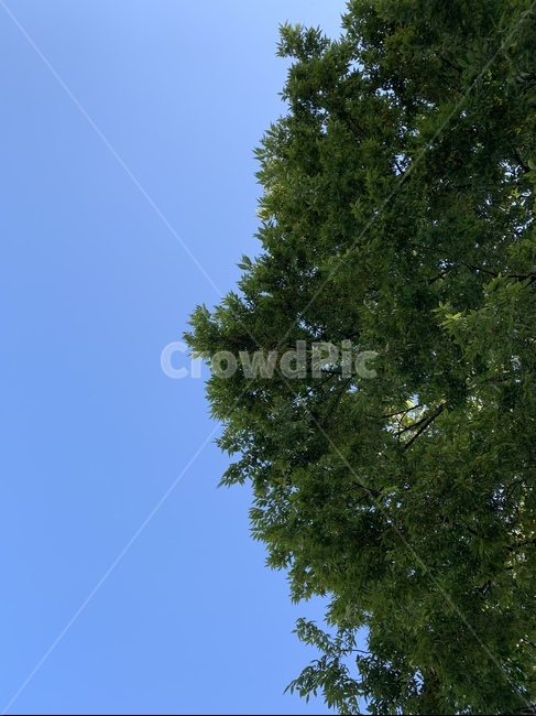 하늘,바람,나무,파란,자연,자연,풍경,nature,landscape,tree,plant,식물