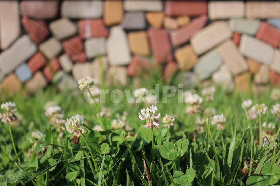 토끼풀,토끼풀꽃,식물,자연,초록,흰색,의자,clover,kurooba,rabbitgrassflower,usagikusabana,plants,shokubutsu,nature,green,midori,white,shiro,chair,isu,자연,풍경,nature,landscape,식물,plants,꽃,flower,potted plant,화분,jar,항아리,plant,pottery,도기류