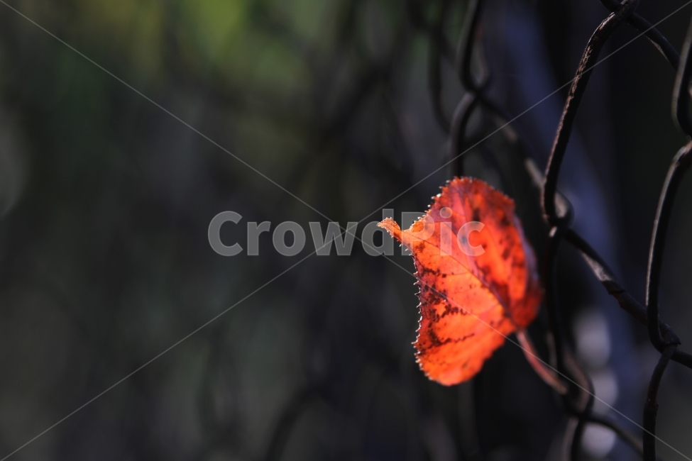 단풍잎,가을풍경,식물,자연,감성사진,단풍,가을,계절,fall,autumn,season,식물,자연,plants,nature,감성,sensible,feeling,leaf,잎,plant,veins,정맥