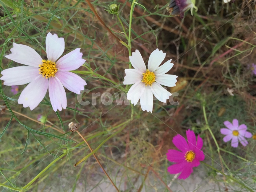 가을,꽃,코스모스,색감,cosmos,flower,fall,colorful,autumn,양평