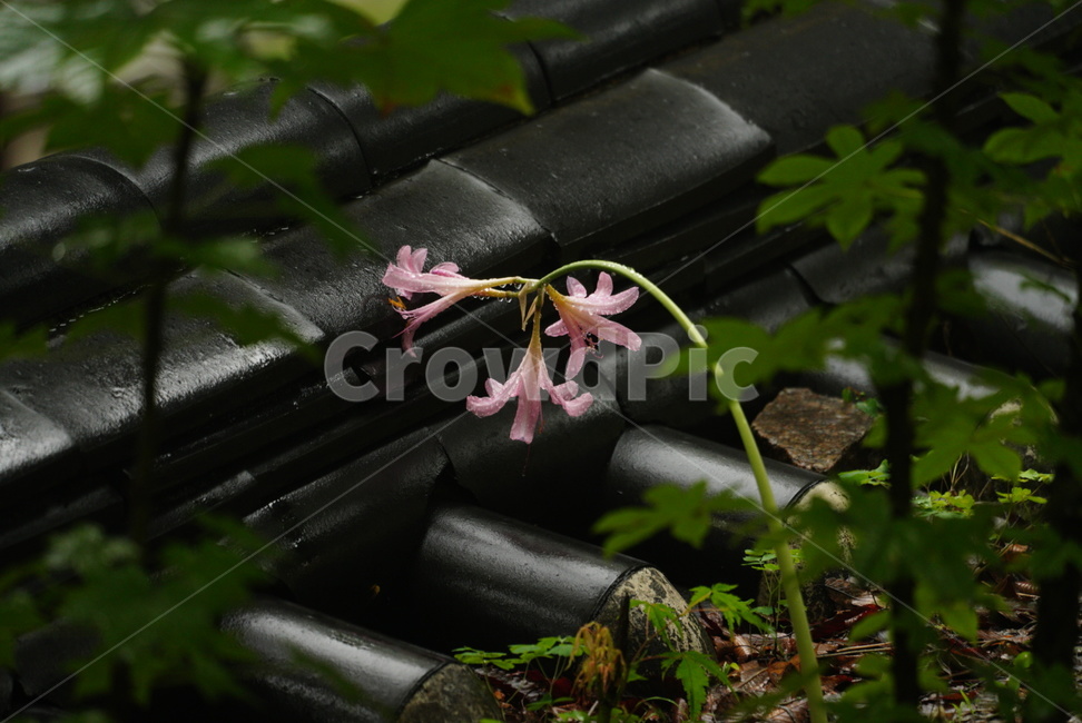 상사화,꽃,여름,자연,계절,nature,flower,summer
