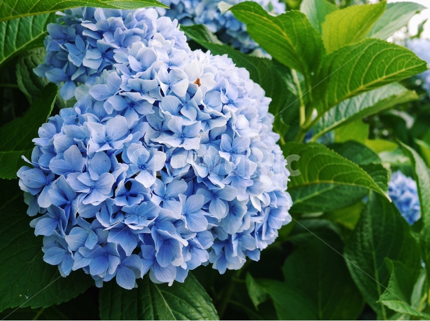 수국,꽃밭,수국꽃,식물,하늘색,hydrangea,flower,sky,garden,landscape,꽃,푸른꽃,푸른색,수국잎,식물,자연,plants,nature,꽃,flower