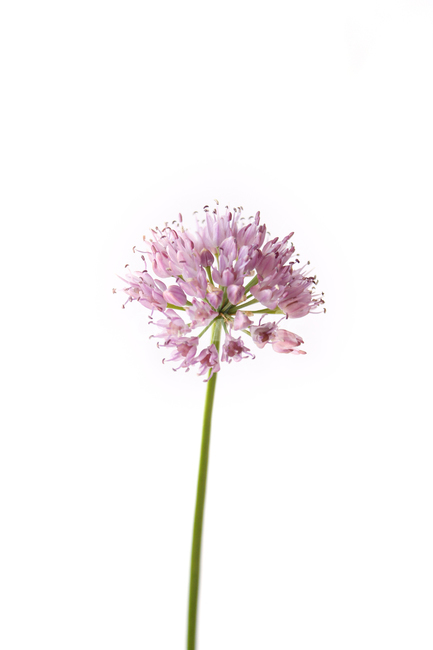 allium,alliumflower,alliumflowerpurple,bulb,bulbous,chives,closeup,flower,fresh,green,head,nature,pink,plant,purple,white,파꽃,꽃,파,분홍색,핑크,식물,플라워,자연,보라색,그린,녹색,줄기,신선한,클로즈업,두메부추꽃,두메부추,부추꽃,부추,흰배경,식물,자연,plants,nature,꽃,flower,누끼,remove background