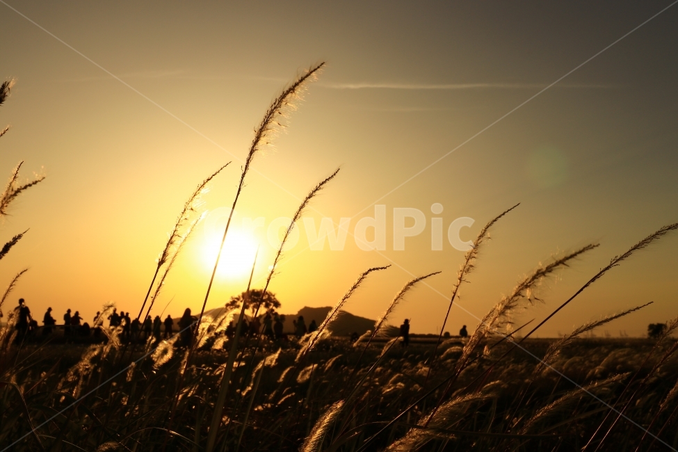 일몰,수섬,삘기꽃,삘기,화성,해넘이,노을,sunrise,역광,자연,풍경,nature,landscape,실루엣,그림자,silhouette,shadow,grass,잔디,plant,식물
