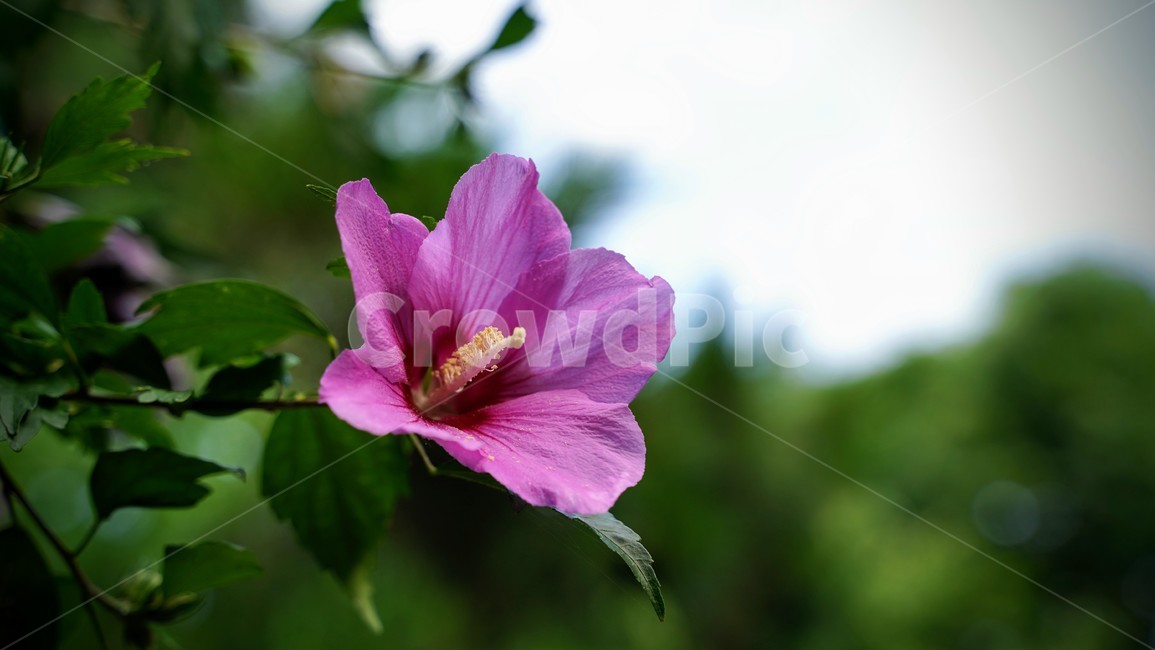 무궁화,우리나라꽃,꽃,식물,flower,식물,자연,plants,nature,꽃,flower