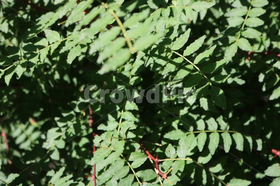 여름,자연,식물,햇빛,그림자,초록,감성,summer,natsu,nature,plants,shokubutsu,sunlight,hizashi,shadow,kage,green,midori,식물,자연,plants,nature