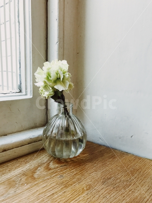 꽃,카페,사진,카페사진,감성,감성사진,식물,자연,plants,nature,꽃,flower,실내용화초,화분,화초,house plant,인테리어,실내디자인,interior design