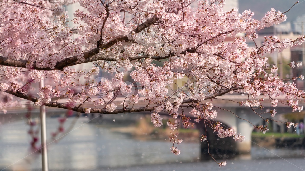 벚꽃,온천천,흩날림,봄,분홍,자연,풍경,나무,꽃,봄,계절,spring,season,식물,자연,plants,nature,꽃,flower,plant,blossom,cherry blossom