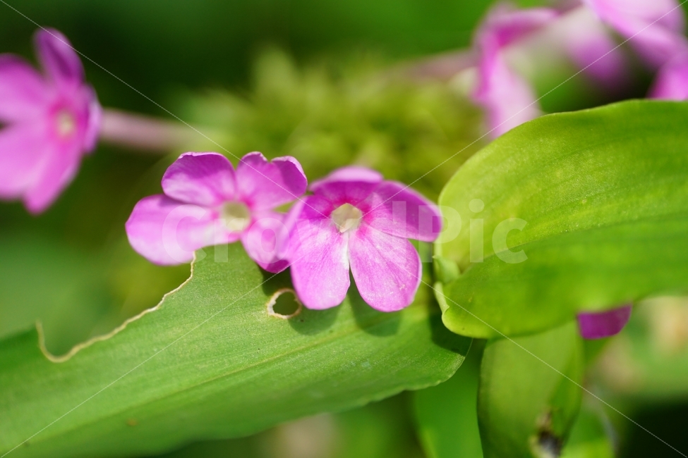 풀협죽도,플록스,플라워,꽃,식물,자연,phlox,flower,nature,이파리,잎사귀,식물,자연,plants,nature,꽃,flower
