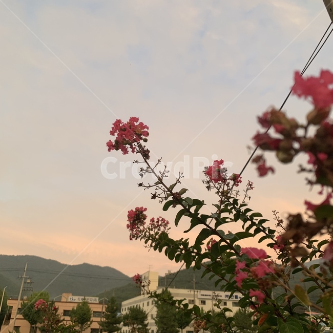 plant,식물,노을,색감,꽃,풍경