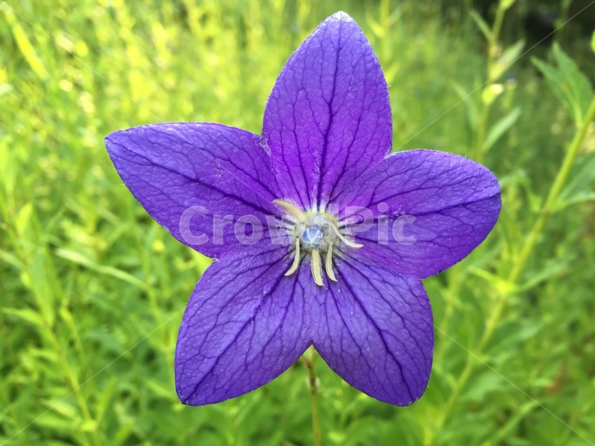 도라지꽃,꽃,플라워,보라,보라색,flower