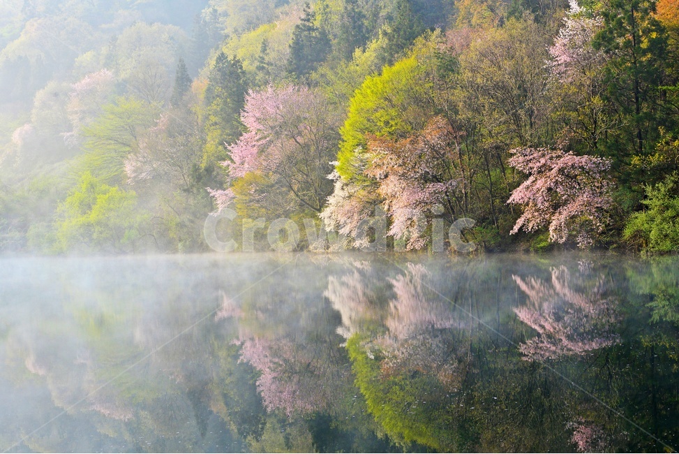 전남,화순,세량지,세량제,물안개,벚꽃,산벚꽃,봄,계절,반영,아침,여명,해돋이,nature,자연,outdoors,옥외,fog,안개,weather,날씨,자연,풍경,nature,landscape