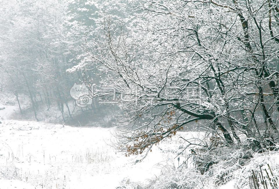 눈,설화,겨울풍경,설경,눈꽃,snow
