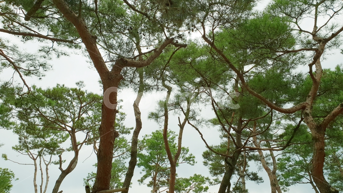 소나무,소나무숲,초록,그린,식물,자연,nature,plant,green,식물,자연,plants,nature,나무,trees,wood
