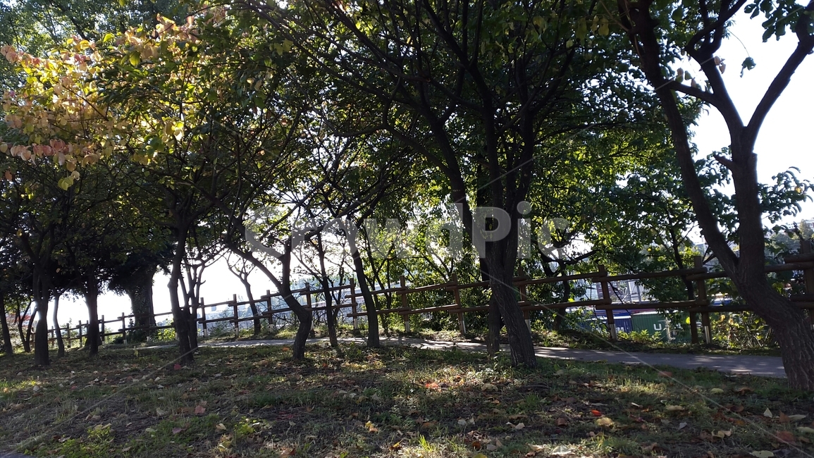 산책길,공원길,숲길,오솔길,도심속산책로,맑은아침,따사로운햇살,나무사이로비치는햇살,맑은날씨,상쾌한산책길,집근처산책길,싱그러운나무,초록색나무,봄길,여유,녹음,여유로운산책,한가로운오후,봄,여름