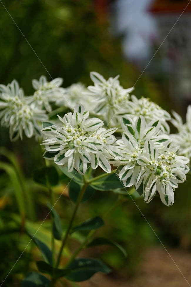 설악초,꽃,플라워,식물,flower,여름,summer,nature,자연,감성사진,힐링사진,감성,힐링,한국의자연,한국자연,한국풍경,여름꽃,스냅,스냅사진,스넵,스넵사진,snap,snapshot,plant,plants,화단,꽃밭,꽃사진,식물,자연,plants,nature,꽃,flower