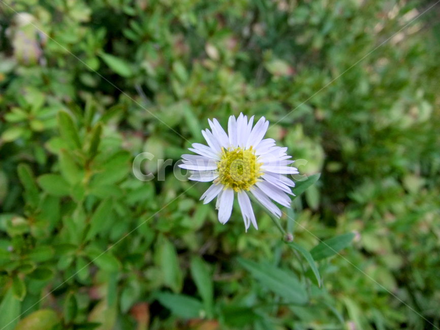 plant,blossom,식물,꽃,daisy,flower,daisies,데이지,쑥부쟁이,푸르다,하얀꽃,풀,가을,fall,grass,길가,잔디,잡초,화사한