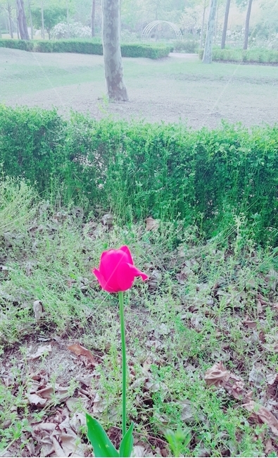 꽃,봄,식물,풀,나무,공원