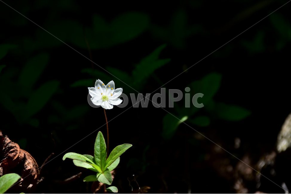 참기생꽃,야생화,꽃,식물,자연,생태,플라워,flower,plants,nature,식물,자연,plants,nature,꽃,flower
