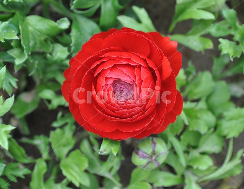 꽃,봄,자연,예쁜,플라워,flower,식물,자연,plants,nature,꽃,flower