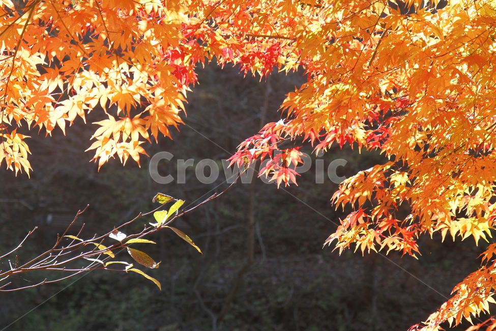 가을풍경,단풍나무,단풍잎,가을,감성사진,가을,계절,fall,autumn,season,식물,자연,plants,nature,plant,leaf,잎,tree,나무,maple,단풍
