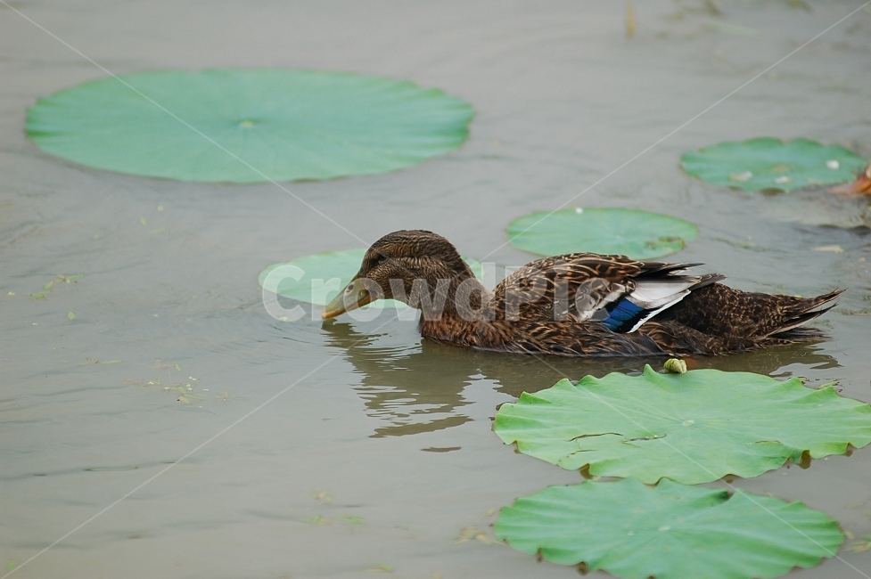 동물,animal,자연,nature,동물원,조류,새,동물,animal,조류,새,birds
