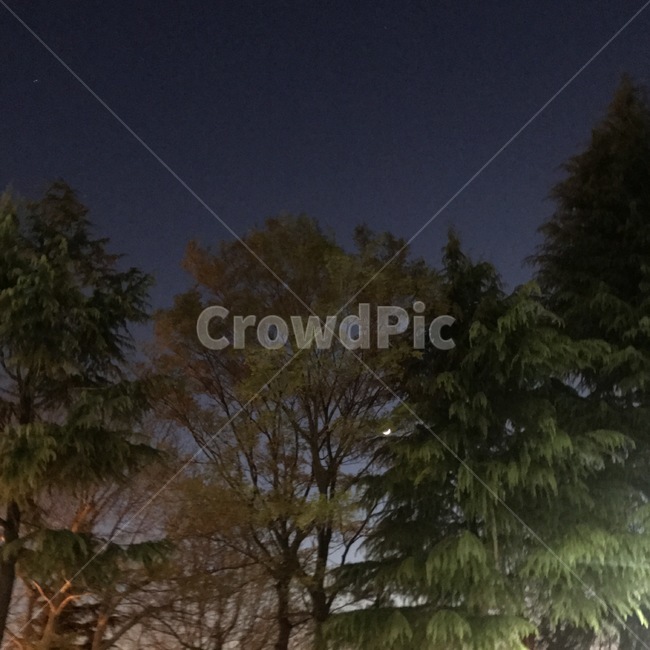 밤,달,나무,배경,night,moon,자연,풍경,nature,landscape,야경,밤,nightscape,night,식물,plants,나무,trees,wood,tree,plant,fir,전나무,conifer,구과 식물
