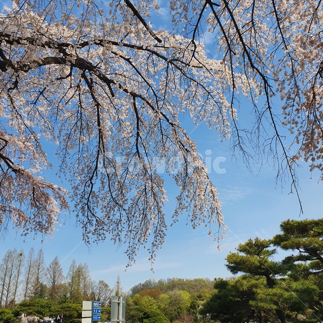 tree,나무,plant,식물,벚꽃,cherryblossoms,pinkflowers,flowers