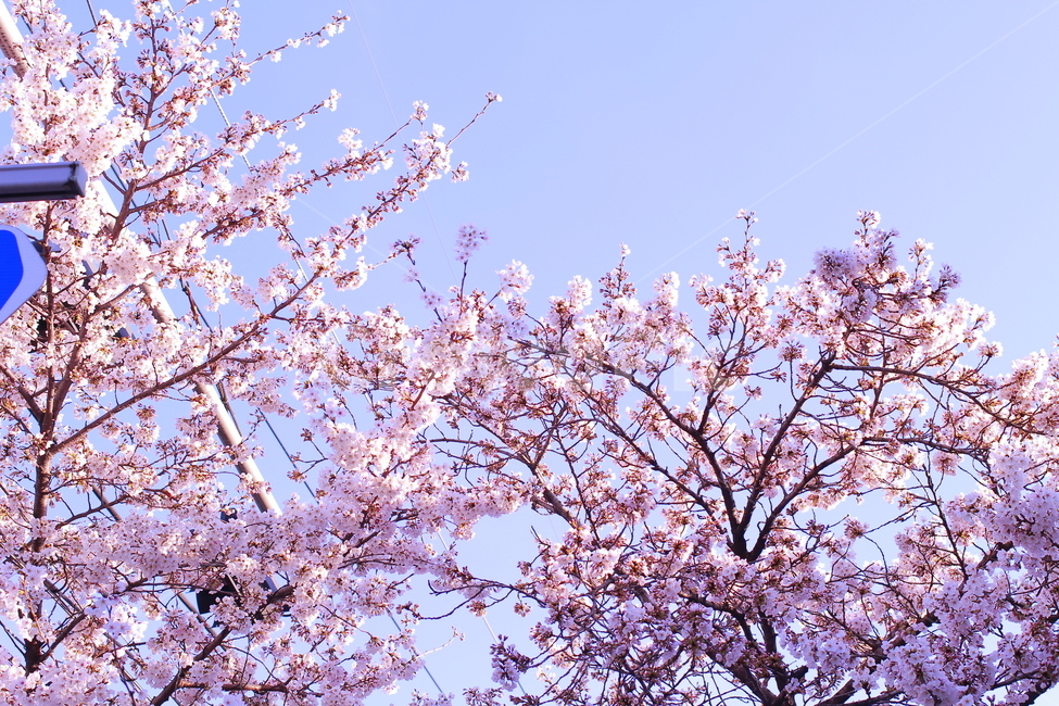 봄,봄풍경,벚꽃,자연,꽃,봄,계절,spring,season,plant,식물,blossom,flower,cherry blossom