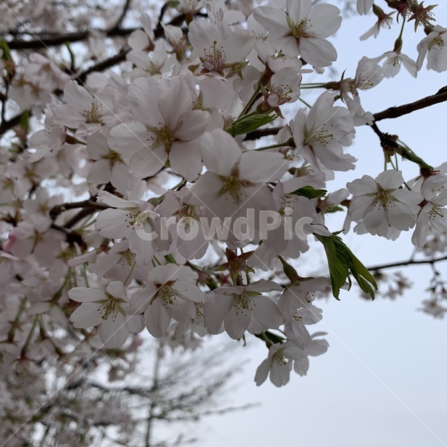 벚꽃,사쿠라,꽃,봄꽃,체리블라썸,꽃나무,벚나무,벚꽃나무,봄,스프링,sakura,cherryblossoms,꽃구경,꽃나들이,하나미,하나,flower,さくら,桜,花見,春,フラワー,계절,플라워,봄,계절,spring,season,식물,자연,plants,nature,꽃,flower,plant,blossom