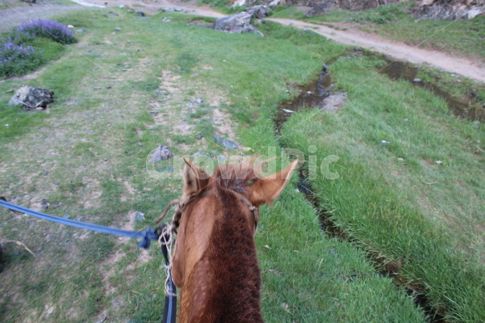 말,조랑말,승마,재갈,몽골,초원,horse,horseriding
