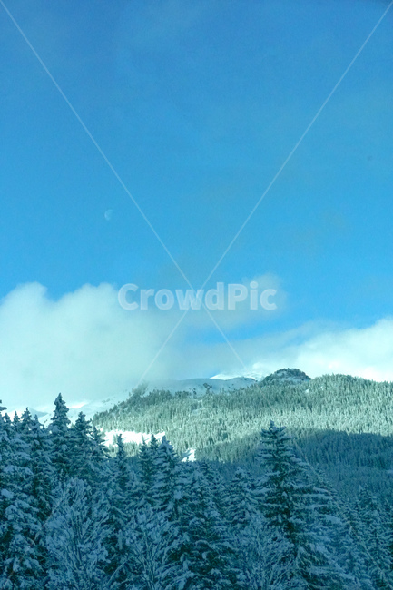 tree,나무,plant,식물,abies,아비,fir,전나무,스위스,겨울,풍경