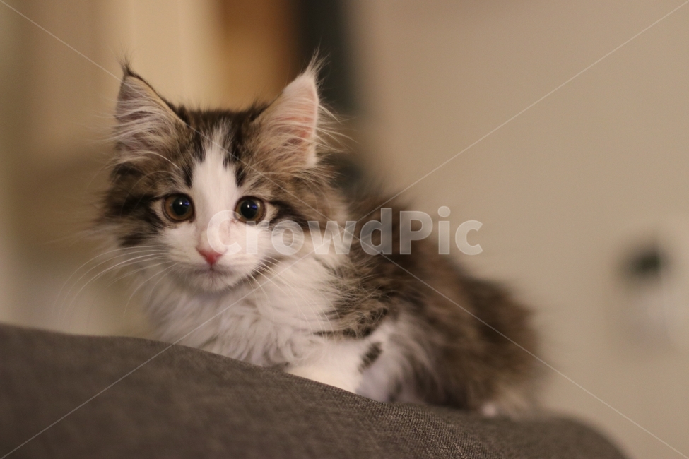 고양이,아기고양이,반려동물,냥이,애완동물,노르웨이숲,동물,animal,포유류,mammal,고양이,cat,kitten,kitty