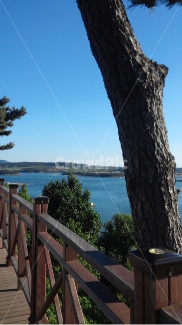 여수,돌산공원,나무,바다,하늘