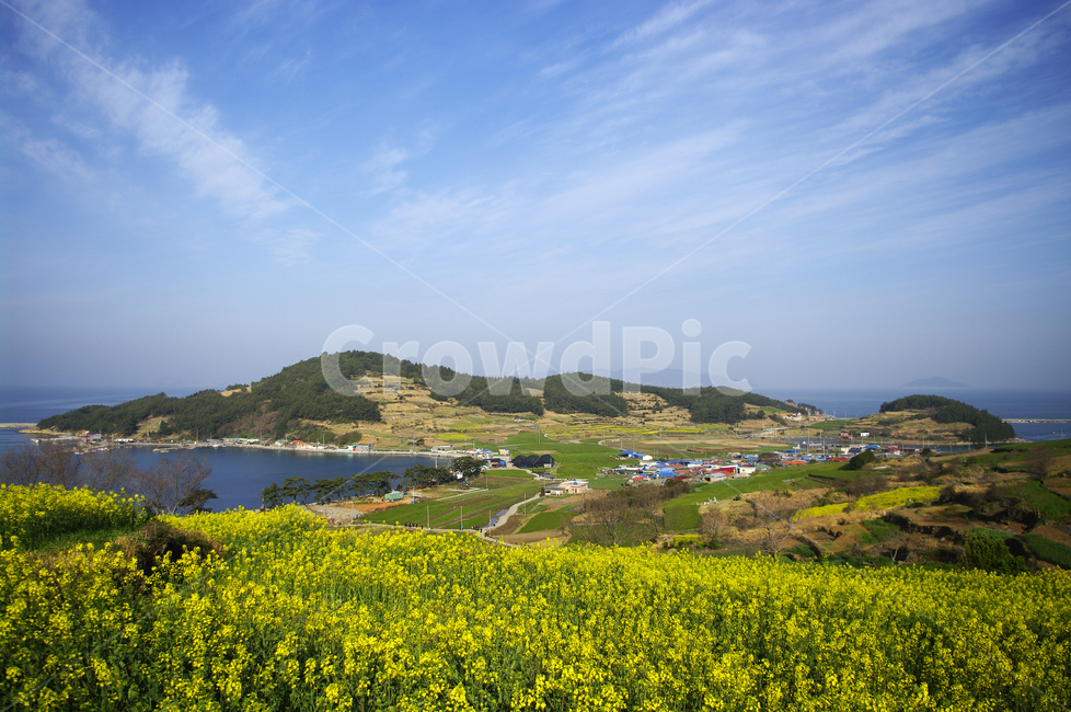유채꽃,꽃밭,꽃,flower,계절,봄,spring,하늘,구름,풍경,청산도,바다,봄,계절,spring,season,자연,풍경,nature,landscape,한국자연풍경,한국자연경관,korea nature landscape,outdoors,옥외,grassland,목초지,field,들