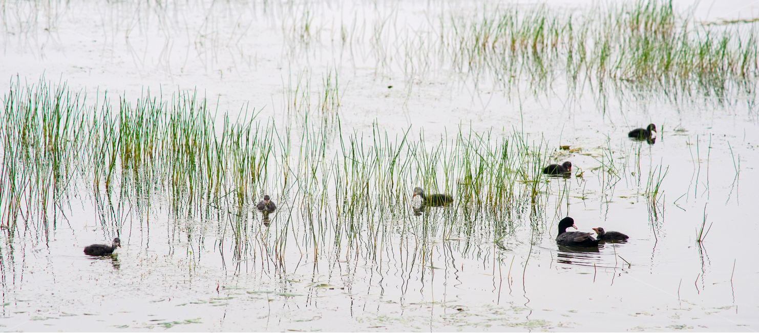 호수,논병아리,새끼,어미,조류,동물,animal,조류,새,birds
