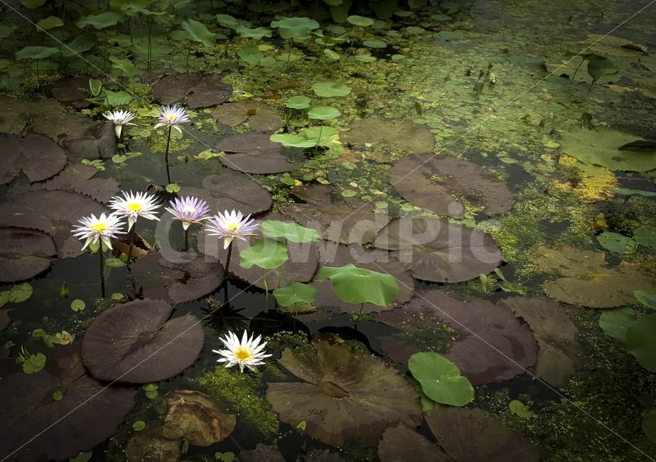 상림공원,수련,여행,자연,지리산,함양,flower,식물,자연,plants,nature,꽃,flower